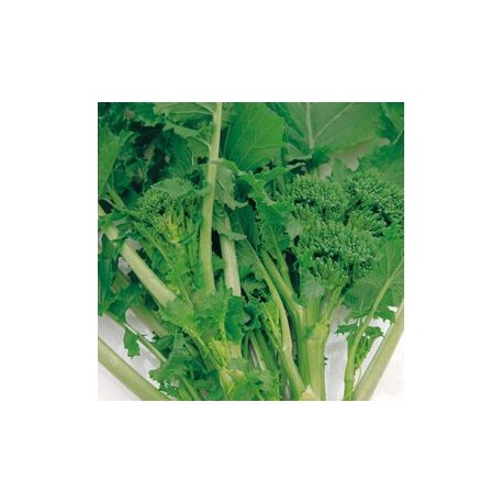 Semi di broccolo cima di rapa leccese