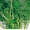 Semi di broccolo cima di rapa leccese