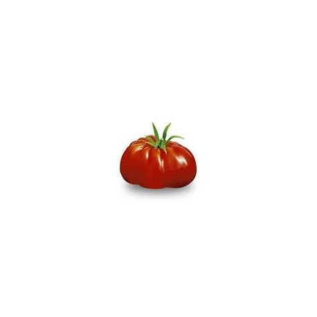 Semi di pomodoro patataro