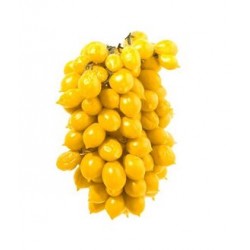 Semi di pomodoro piennolo vesuviano giallo