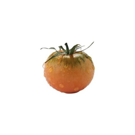 Semi di pomodoro tipo Camone Verduro