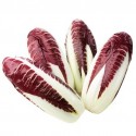 Radicchio seeds