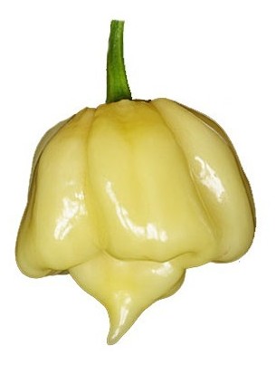 7 pot white