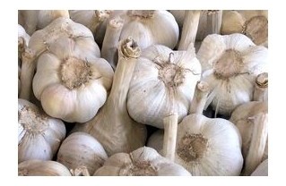 aglione della valdichiana bianco