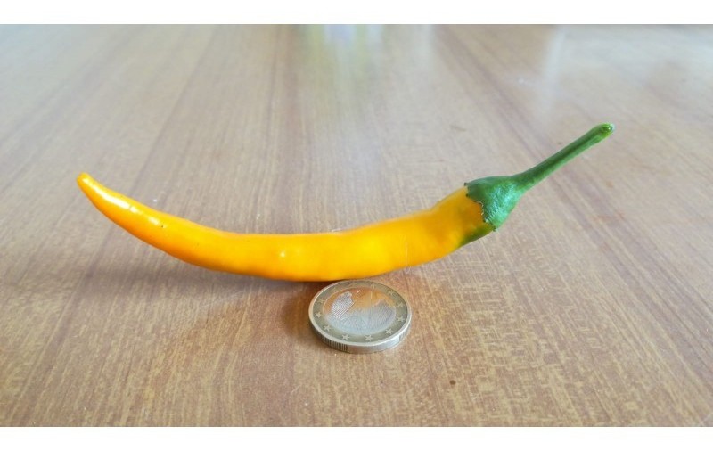 artiglio di drago orange fluo