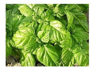 basilico a foglia di lattuga
