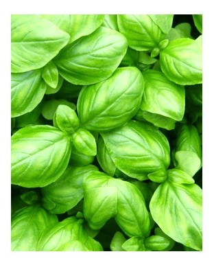 basilico genovese