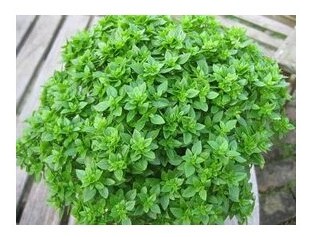 basilico greco