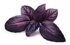 basilico rosso