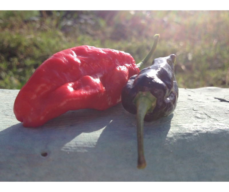 bhut jolokia black strain