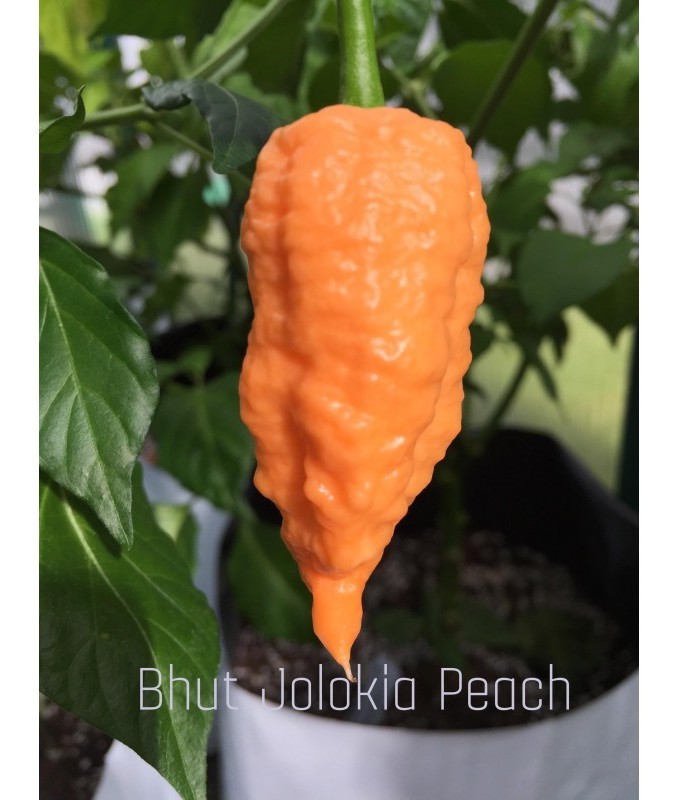 bhut jolokia peach