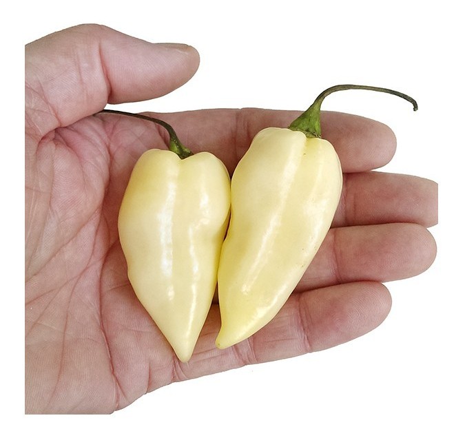 bhut jolokia white