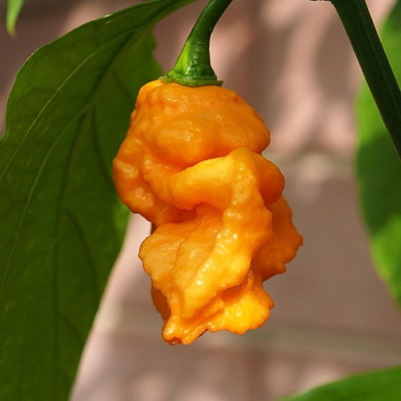 bhut orange copenhagen
