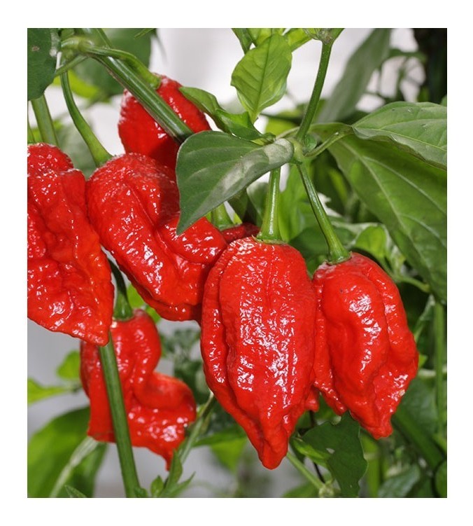 bhutlah