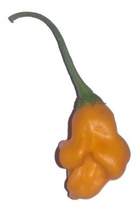 bishops crown orange