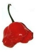 Bishops crown