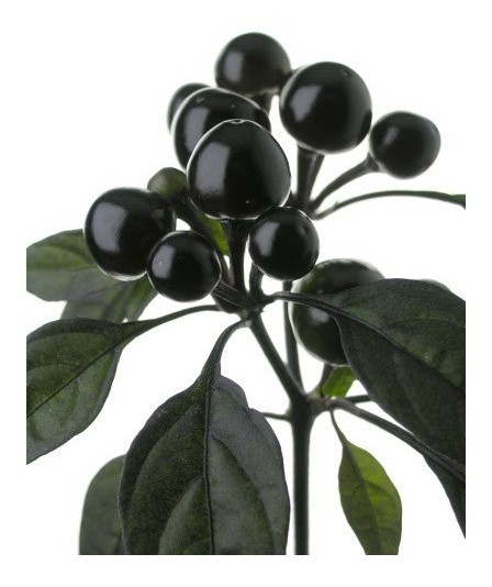 black pearl