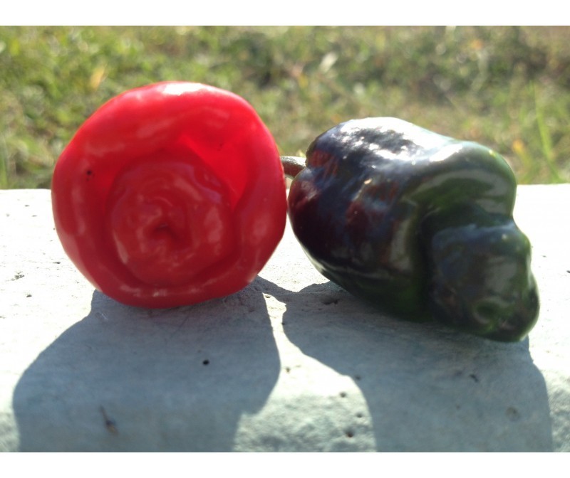 black rose