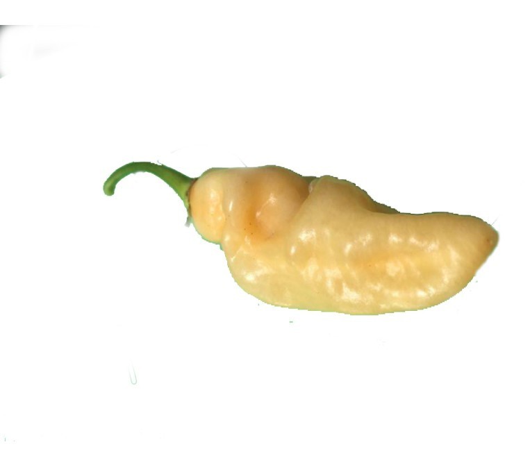 black shark peach