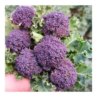 broccoletto a getto viola
