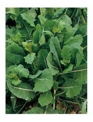 broccoletto getti e foglie