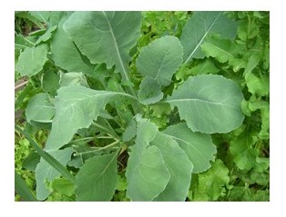 broccolo allolio rapino
