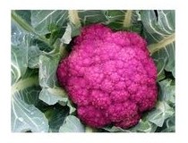 broccolo calabrese rosso