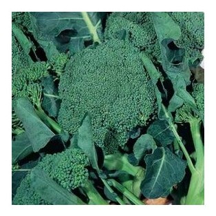 broccolo ramoso calabrese