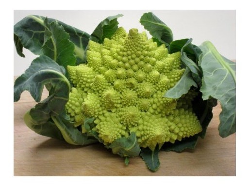 broccolo romano gitano