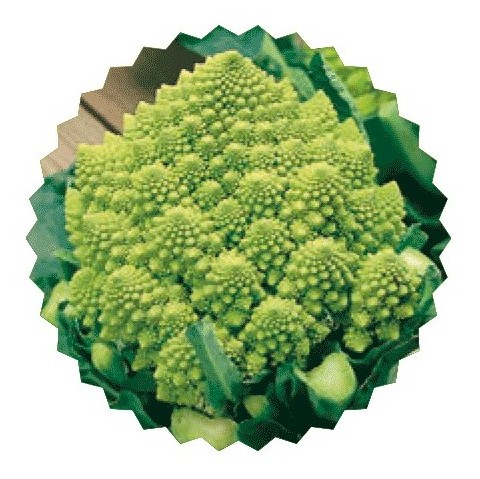 broccolo romano san giuseppe colosseo