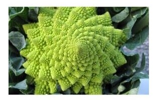 broccolo romano san giuseppe pomezio
