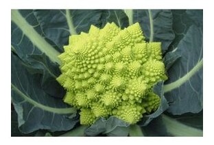 broccolo romano white gold