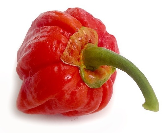 bubble gum 7 pot