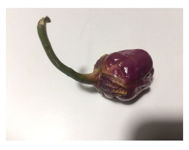 bubblegum purple