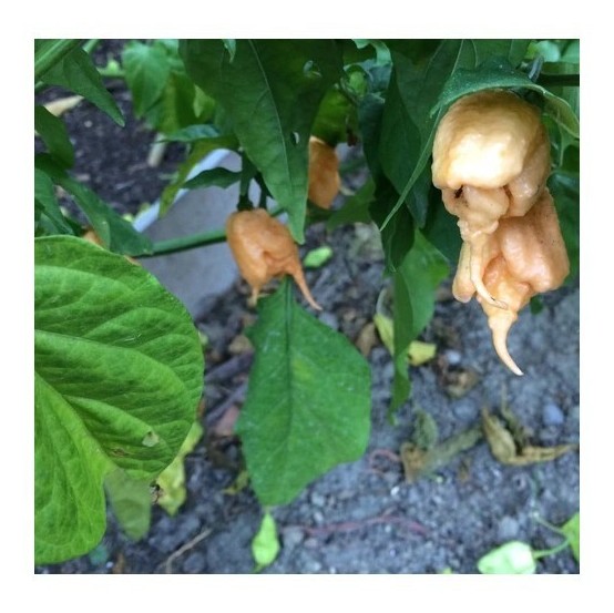 california reaper peach