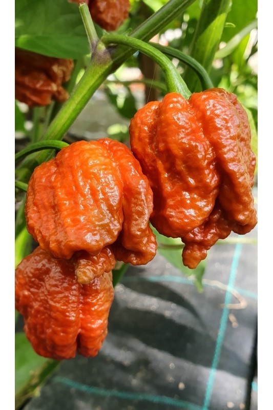 carolina reaper caramel