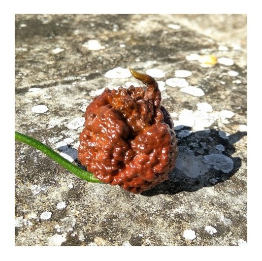 carolina reaper chocolate