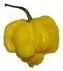 carolina reaper yellow