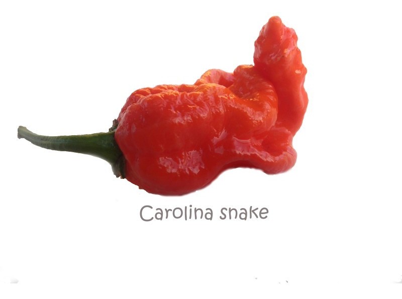 Carolina Snake