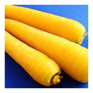 carota gialla