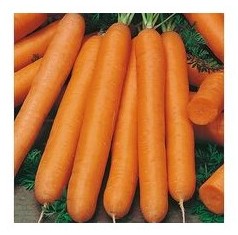carota maestro