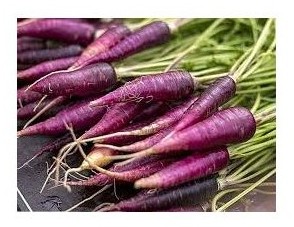 carota viola