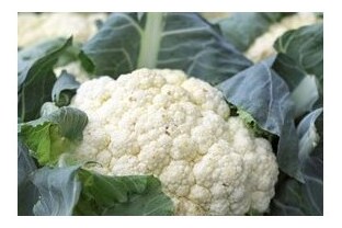 cavolfiore bianco di jesi