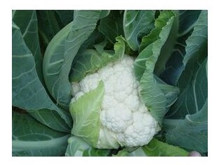 cavolfiore bianco incline