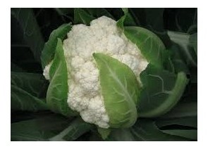 cavolfiore bianco utopia