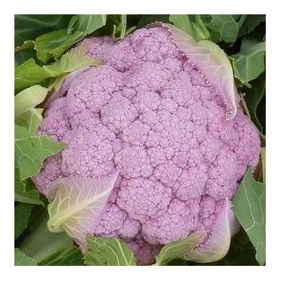 cavolfiore rosa parmac