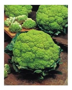 cavolfiore verde alverda