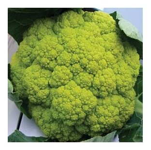cavolfiore verde magnifico