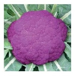 cavolfiore violetto di sicilia