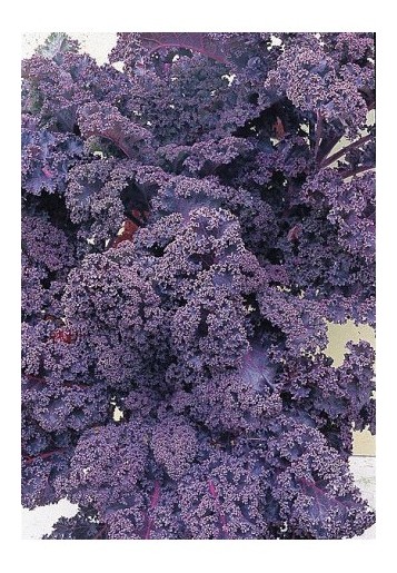 cavolo laciniato rosso redbor